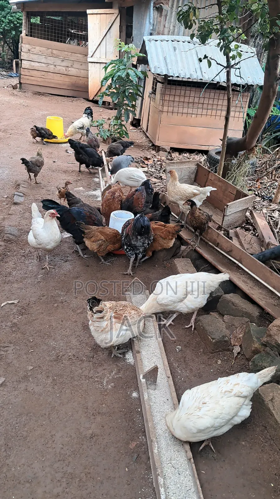 Pure Local Freerange Chickens and Guinea Fowl