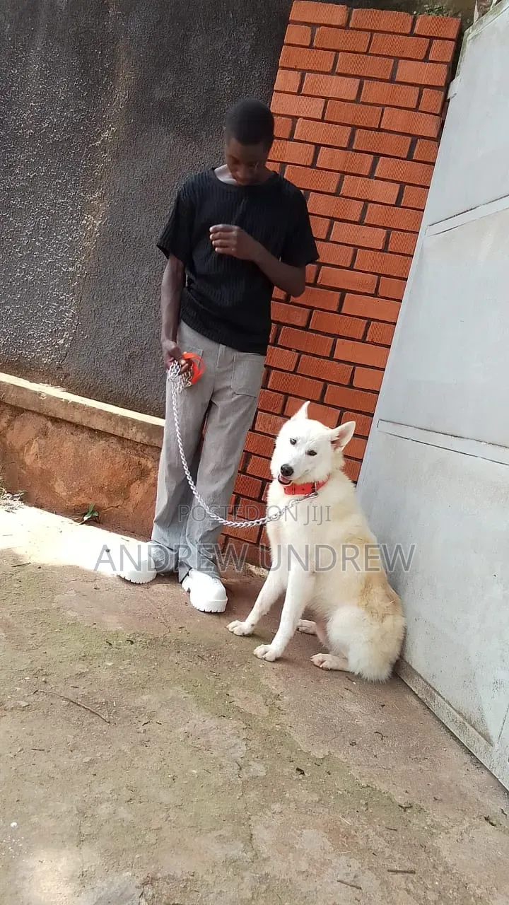 1+ year Male Purebred Siberian Husky