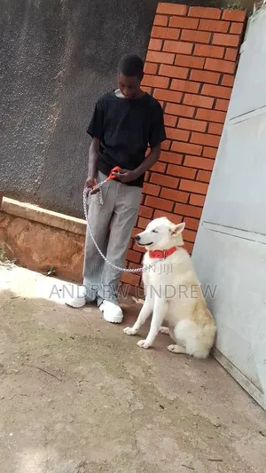 1+ year Male Purebred Siberian Husky