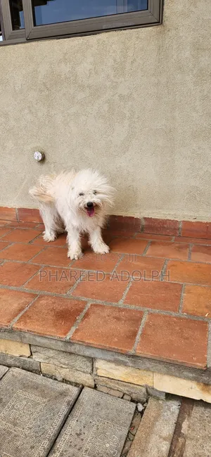 1+ year Female Purebred Maltese Shih Tzu