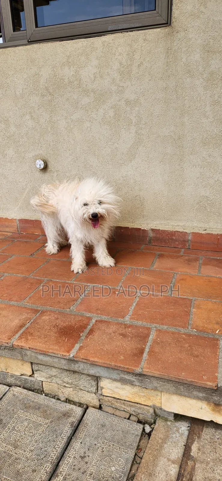 1+ year Female Purebred Maltese Shih Tzu