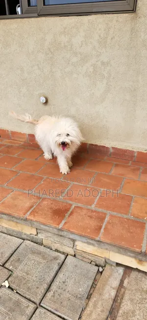 1+ year Female Purebred Maltese Shih Tzu