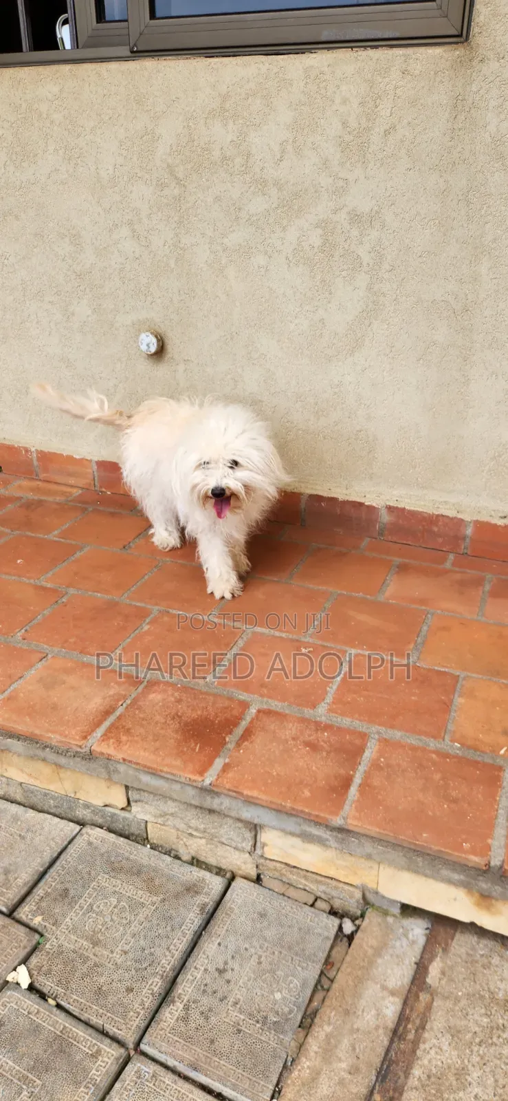 1+ year Female Purebred Maltese Shih Tzu