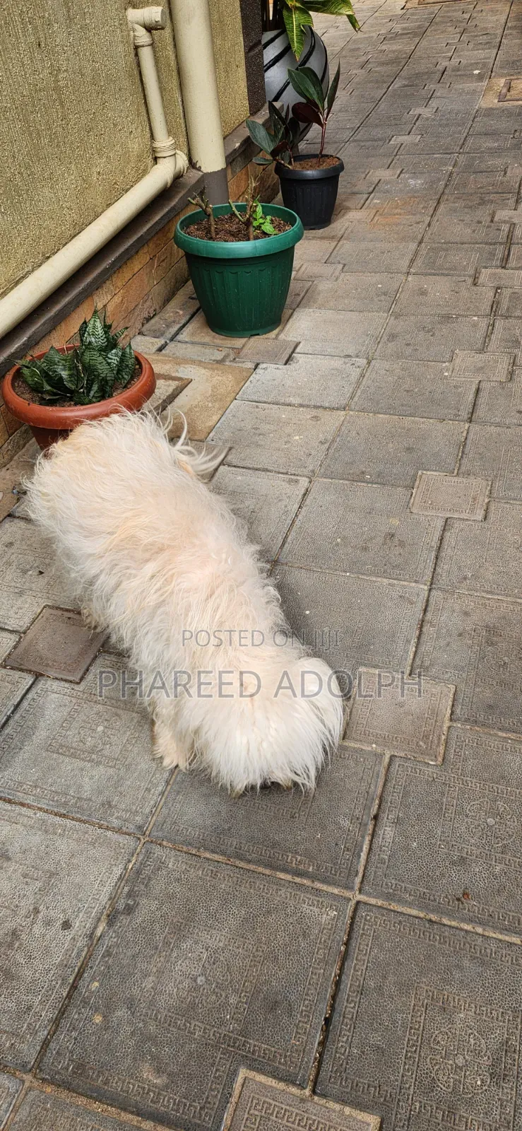 1+ year Female Purebred Maltese Shih Tzu