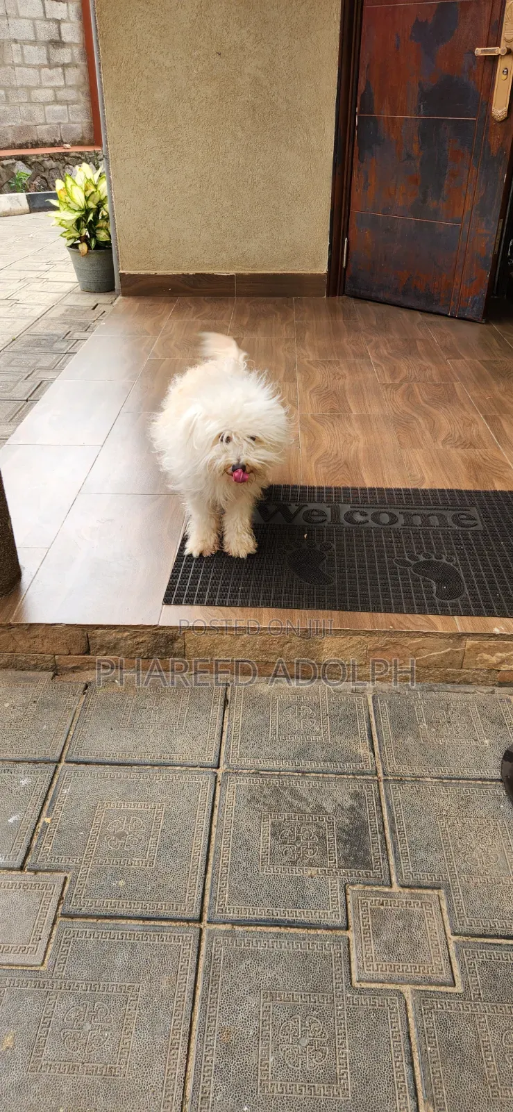 1+ year Female Purebred Maltese Shih Tzu
