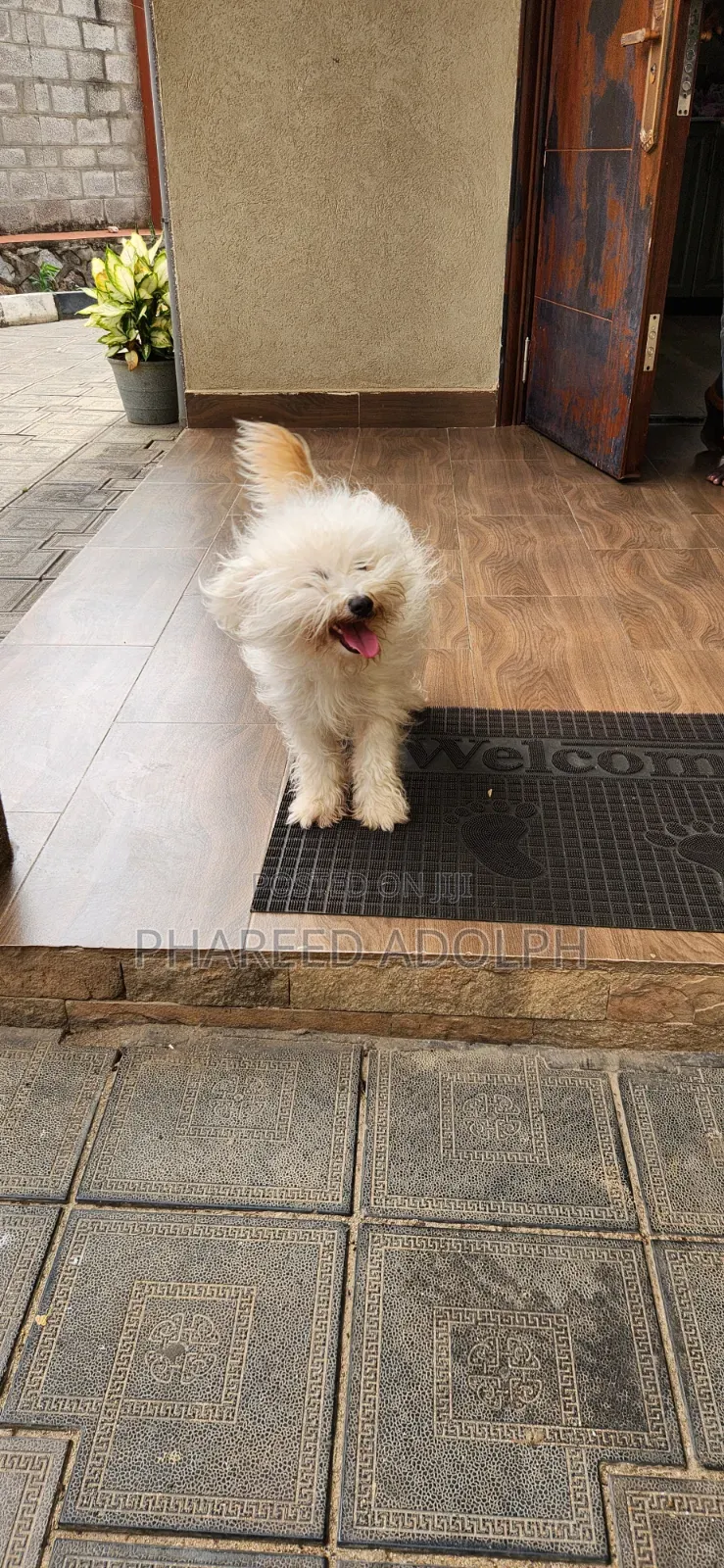 1+ year Female Purebred Maltese Shih Tzu