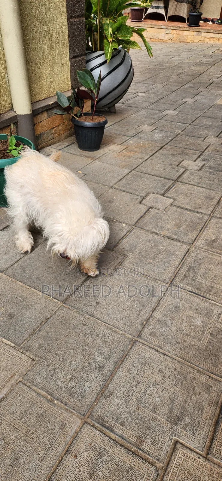 1+ year Female Purebred Maltese Shih Tzu