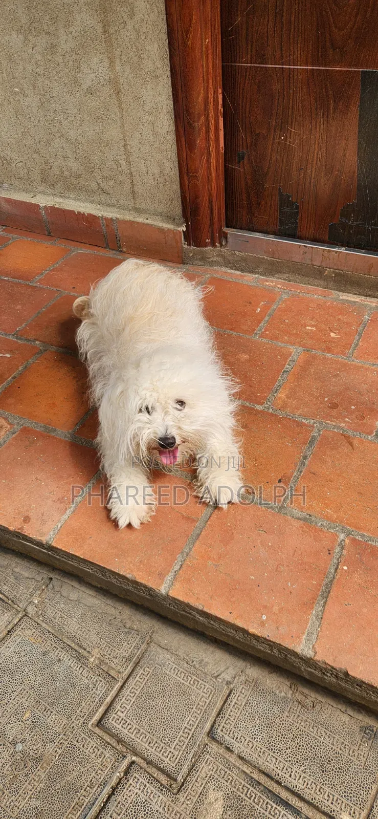 1+ year Female Purebred Maltese Shih Tzu