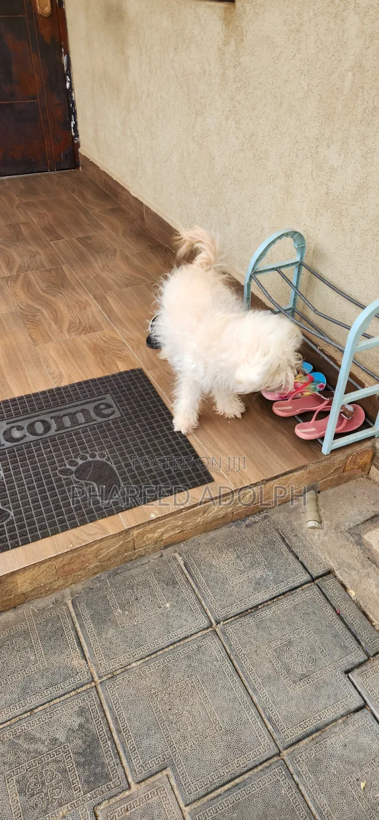 1+ year Female Purebred Maltese Shih Tzu