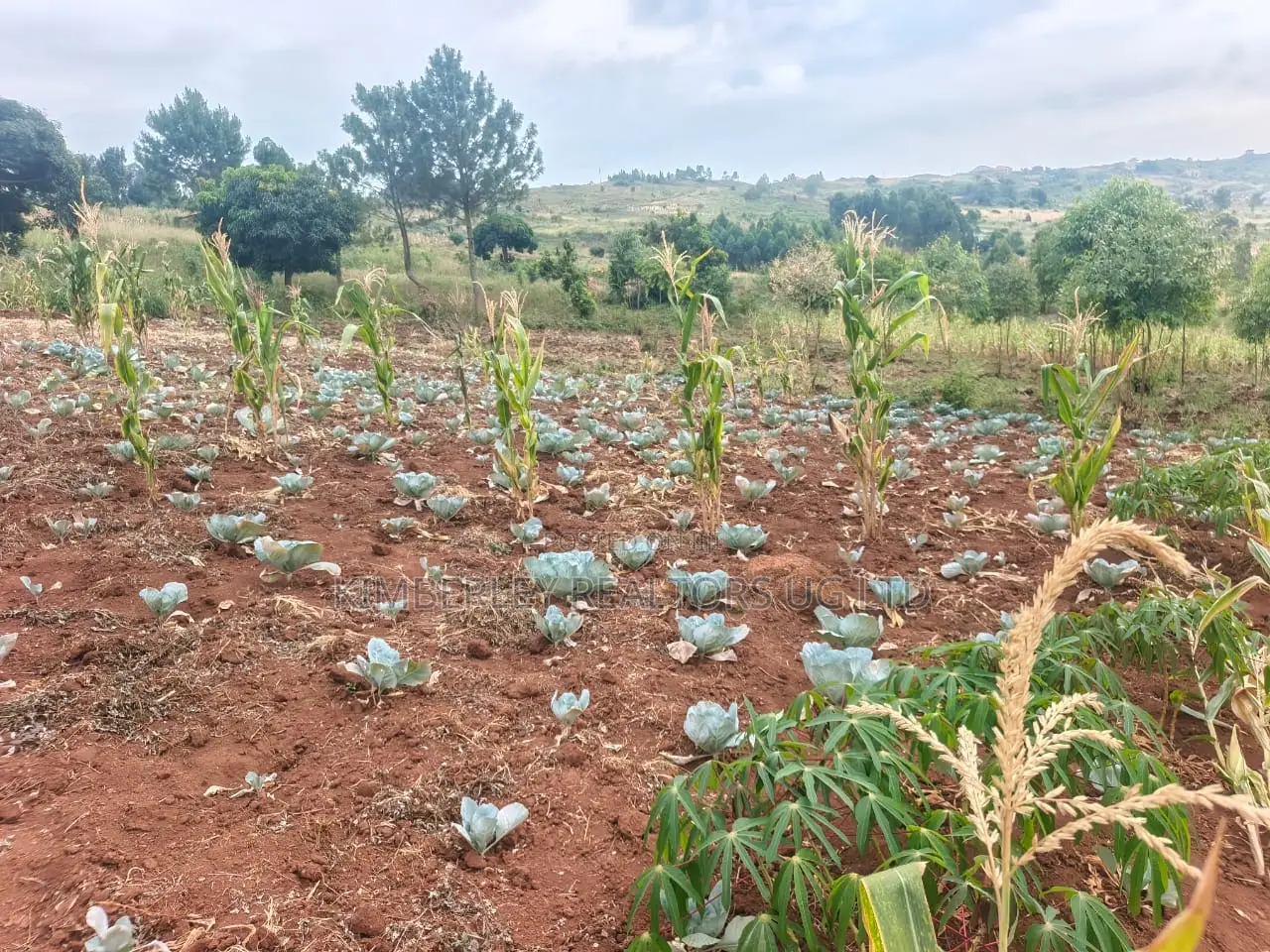 Land for Sale – Mukono Mbalala