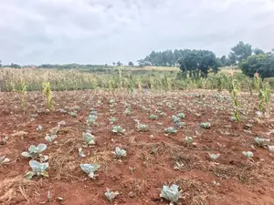 Land for Sale – Mukono Mbalala