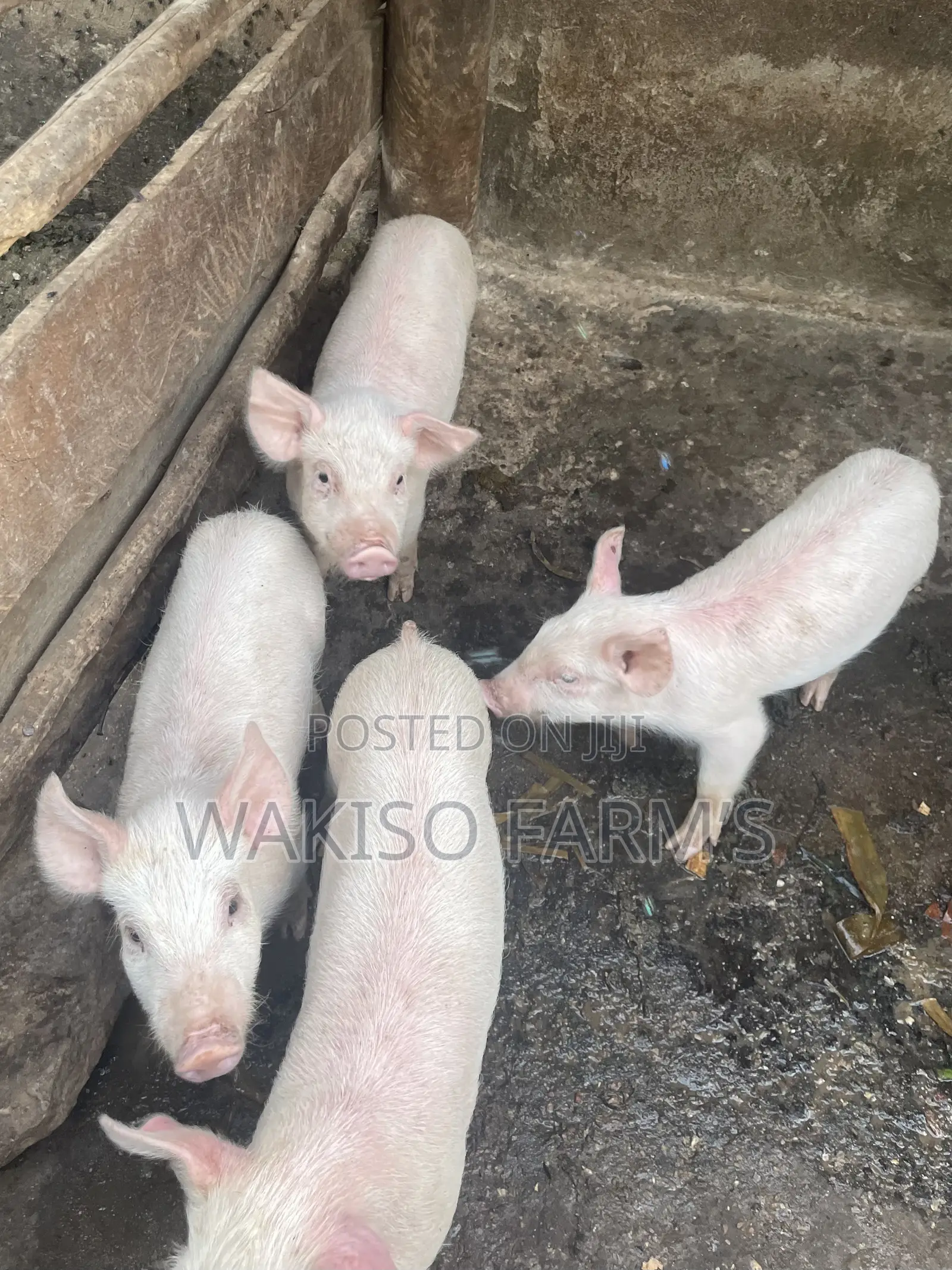 Piggery Farming