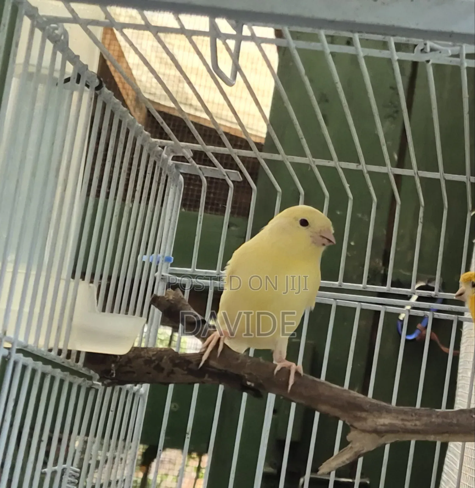 Domestic Canaries