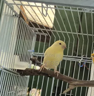 Domestic Canaries