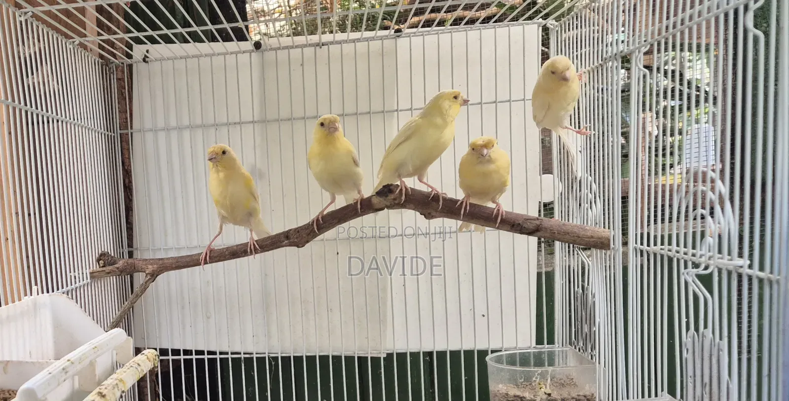 Domestic Canaries