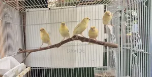 Domestic Canaries