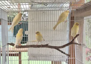 Domestic Canaries