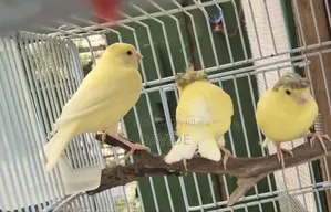Domestic Canaries