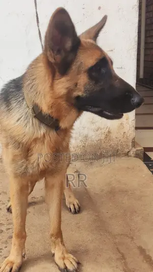 1+ year Female Purebred German Shepherd