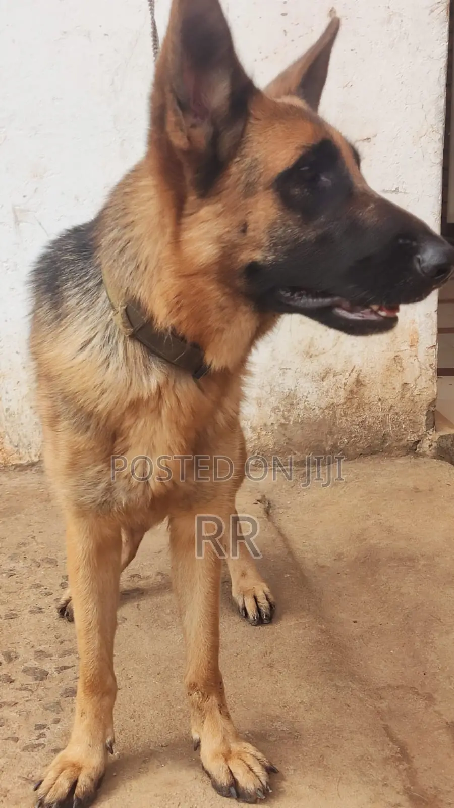 1+ year Female Purebred German Shepherd