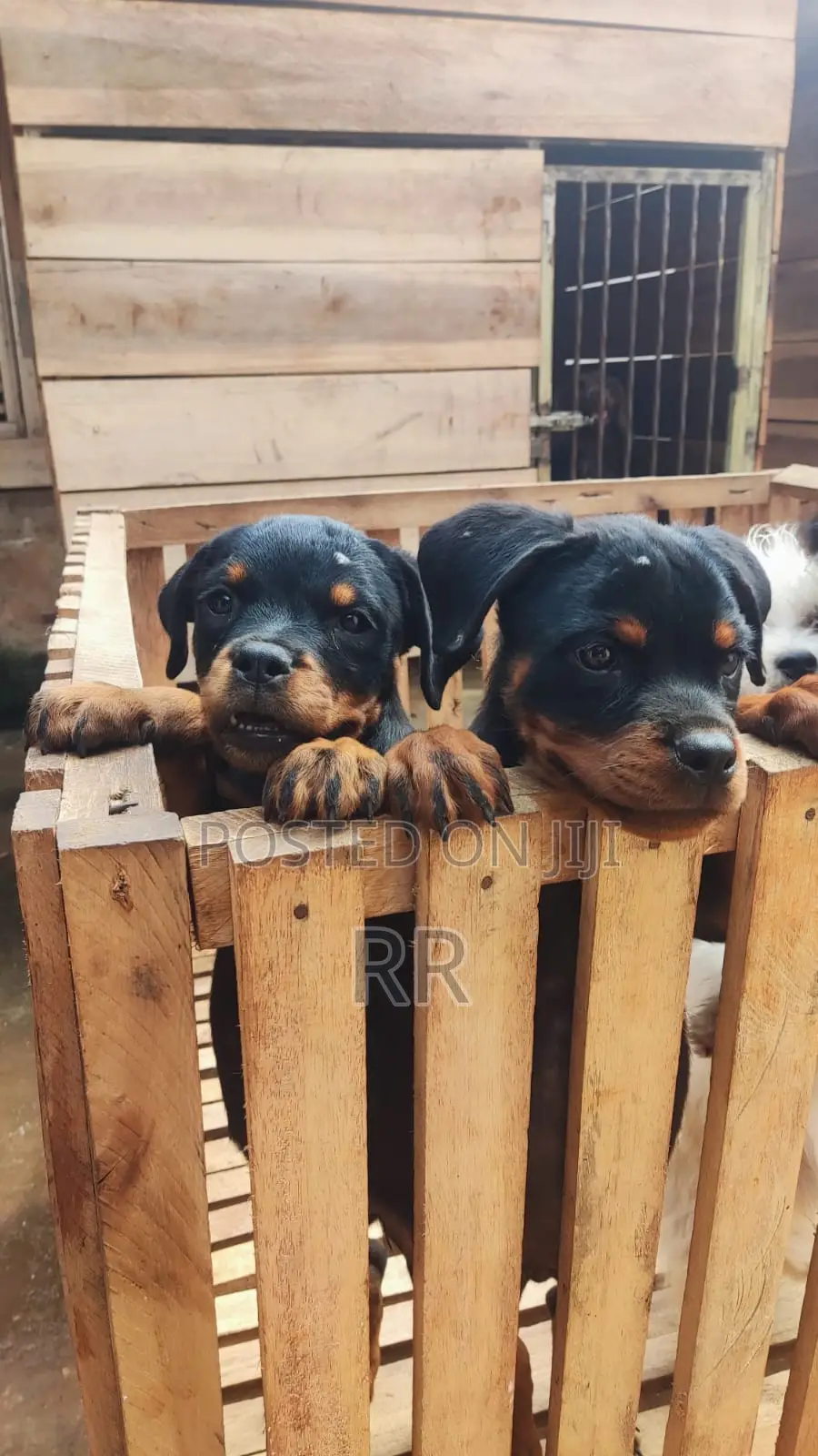 3-6 months Male Purebred Rottweiler