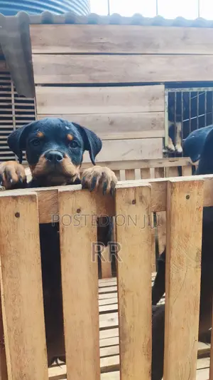 3-6 months Male Purebred Rottweiler