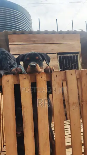 3-6 months Male Purebred Rottweiler