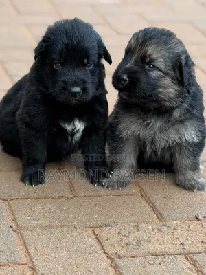 0-1 month Female Purebred German Shepherd
