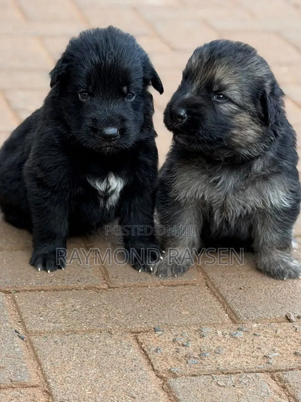 0-1 month Female Purebred German Shepherd