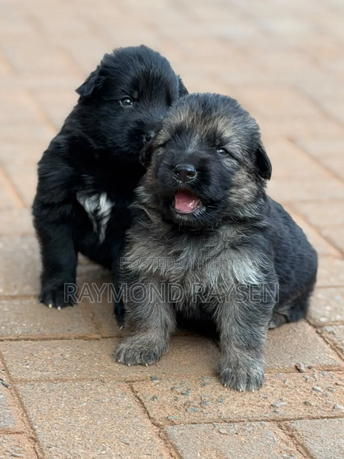 0-1 month Female Purebred German Shepherd