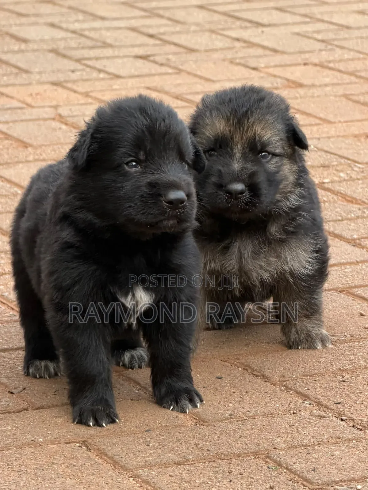 0-1 month Female Purebred German Shepherd