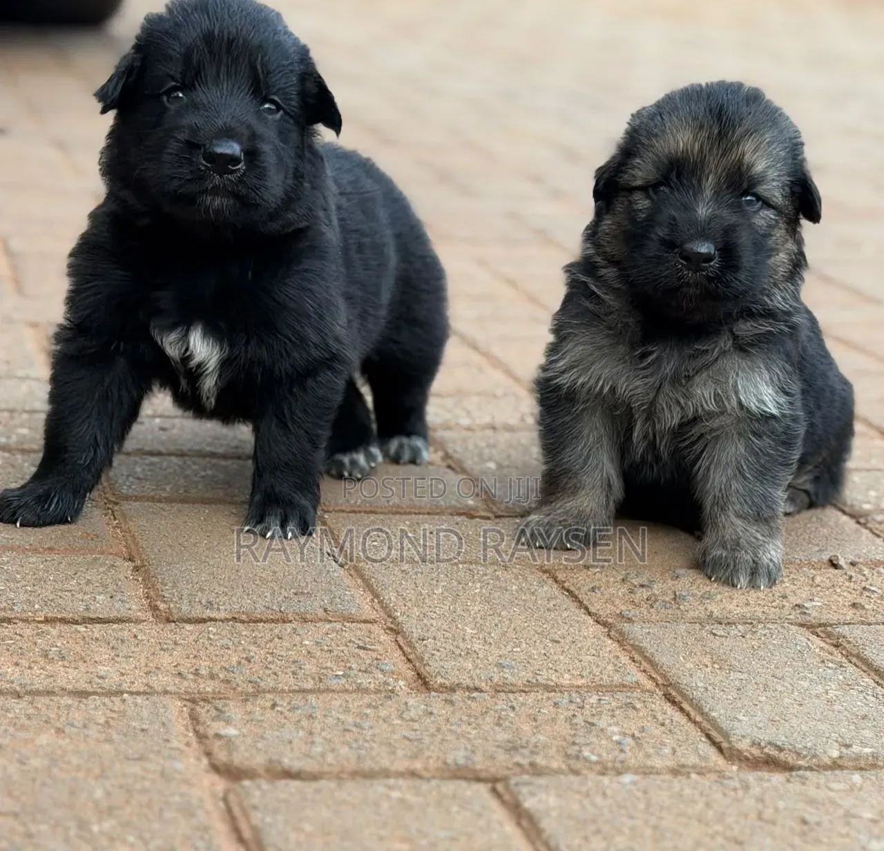 0-1 month Female Purebred German Shepherd