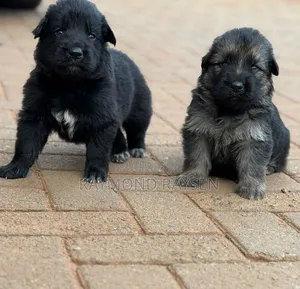 0-1 month Female Purebred German Shepherd