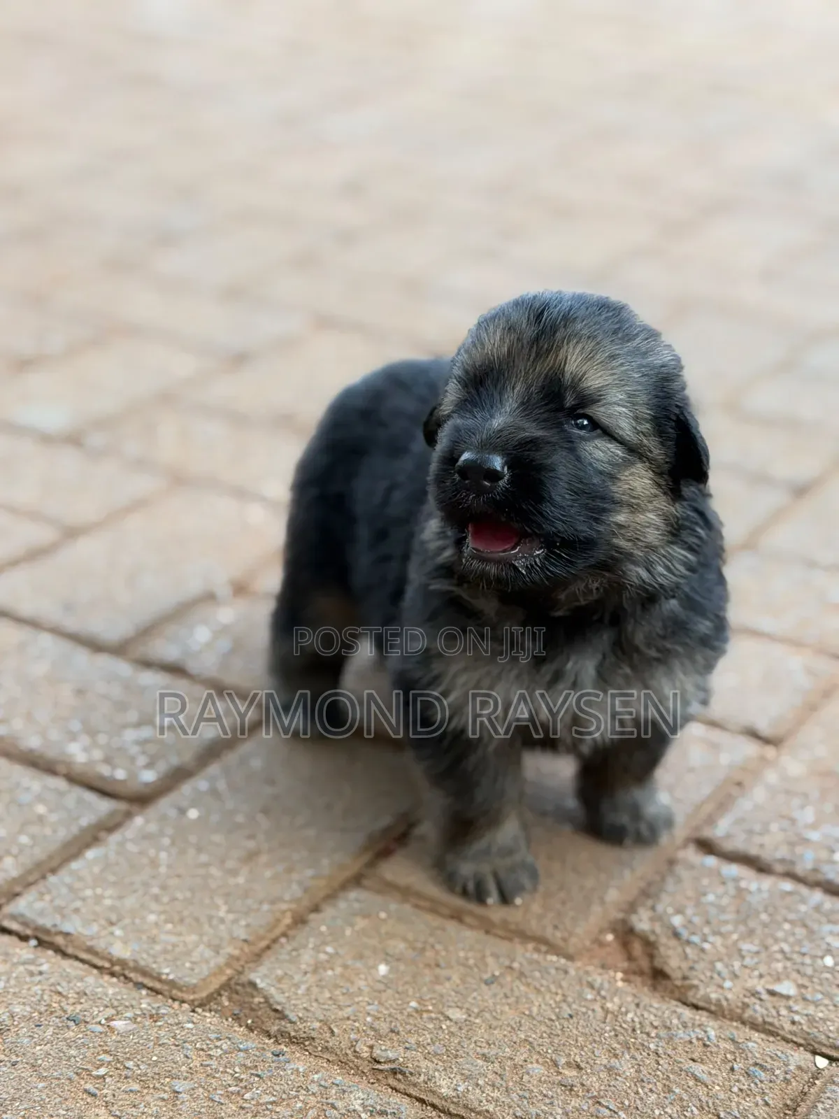 0-1 month Female Purebred German Shepherd