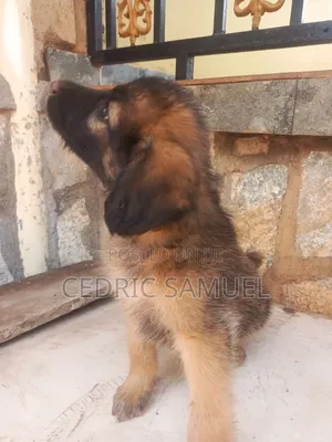 1-3 months Male Purebred German Shepherd