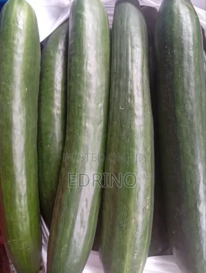 Fresh English Cucumber