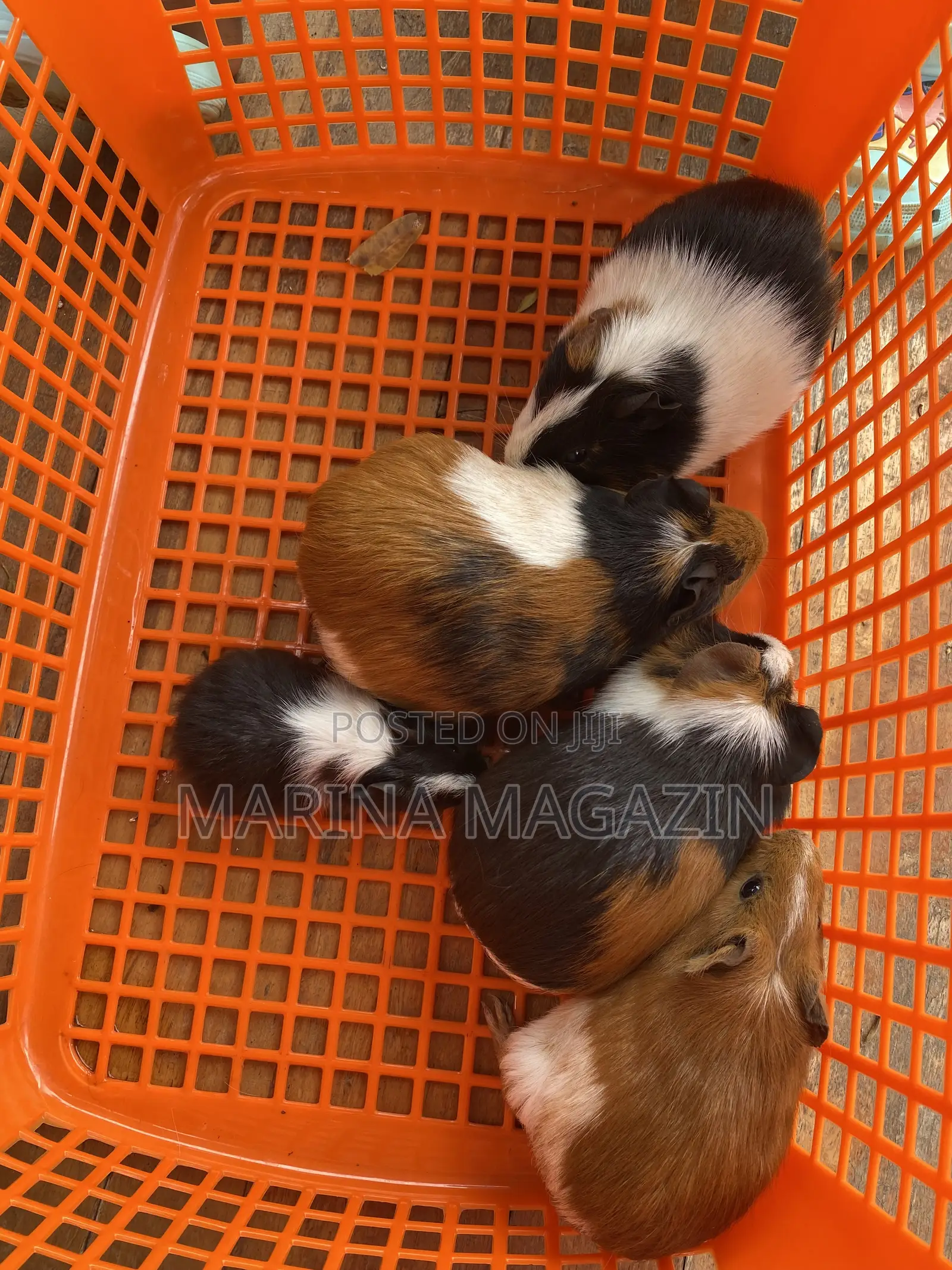 Female Guinipigs