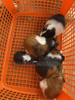 Female Guinipigs
