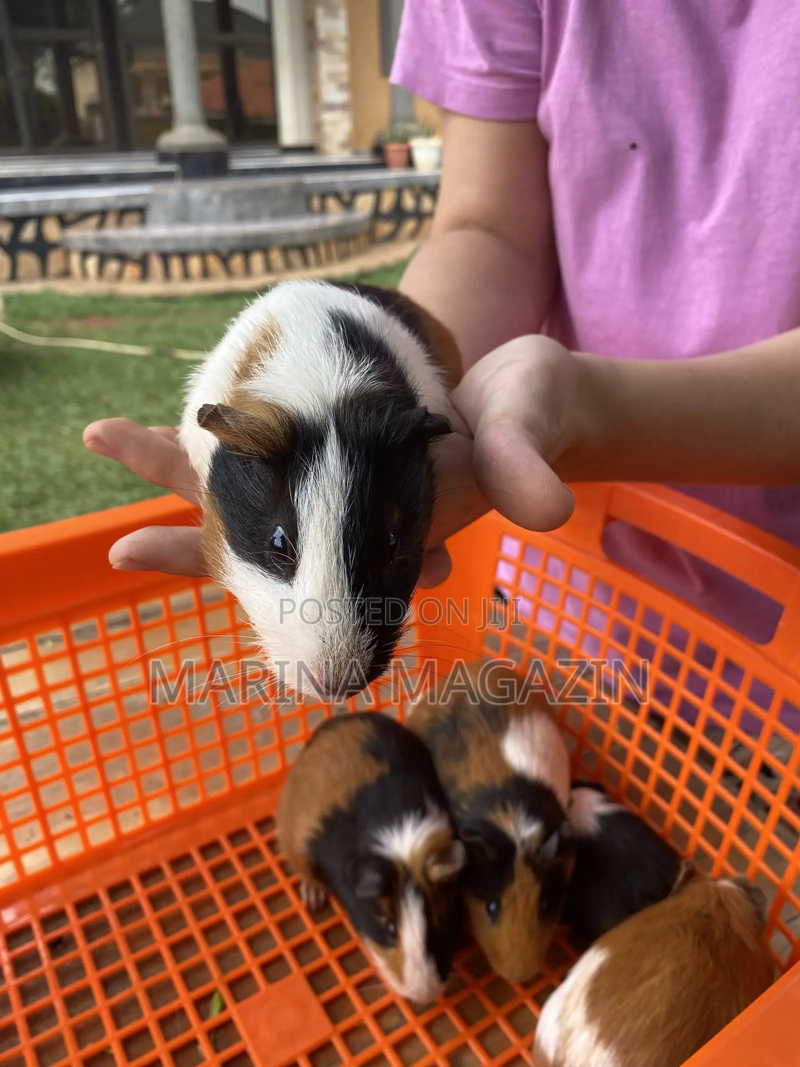 Female Guinipigs
