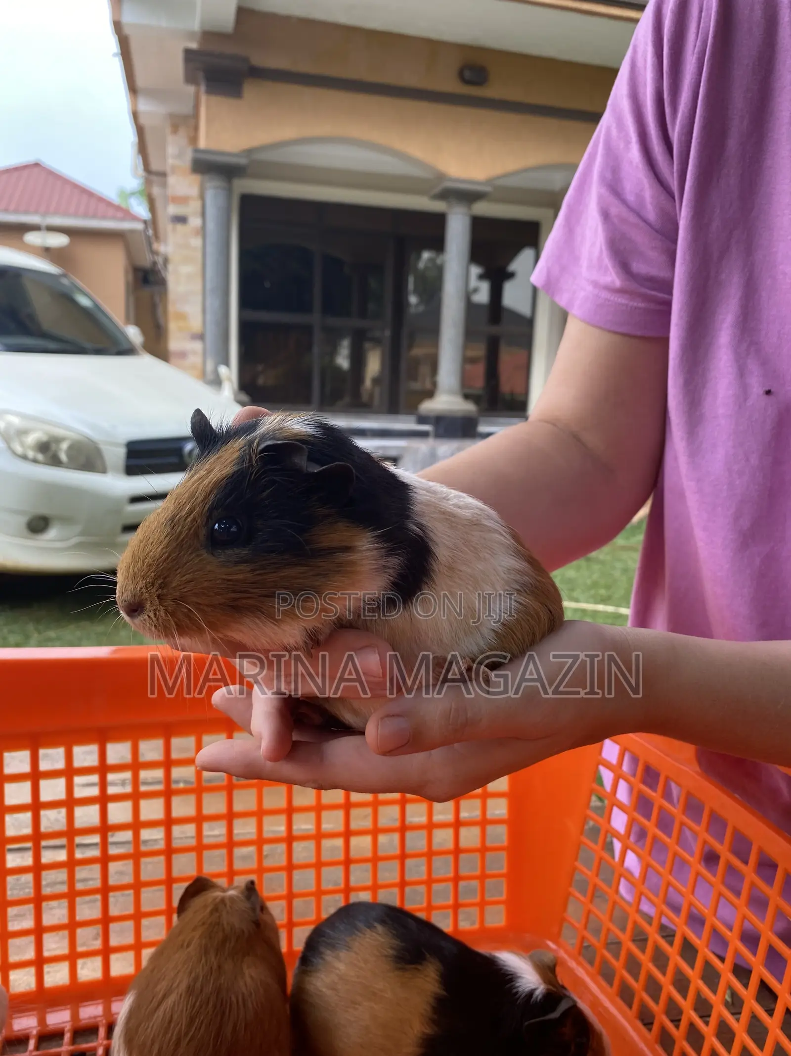 Female Guinipigs