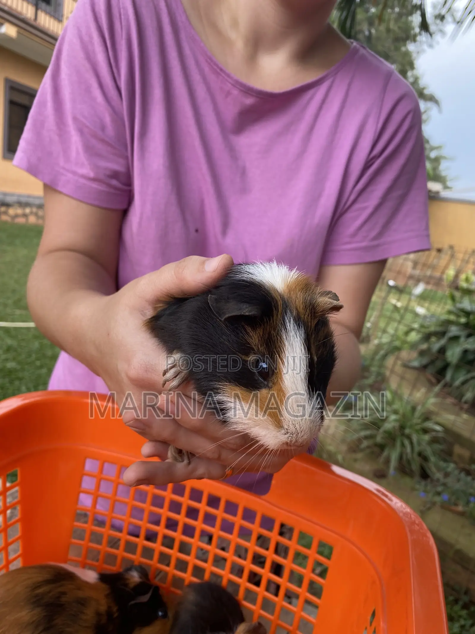 Female Guinipigs