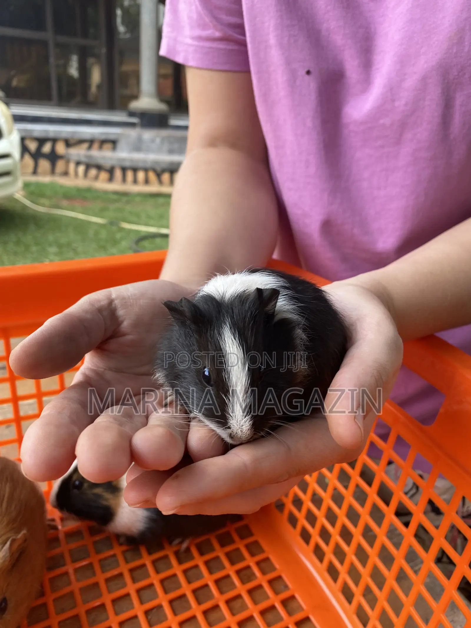 Female Guinipigs