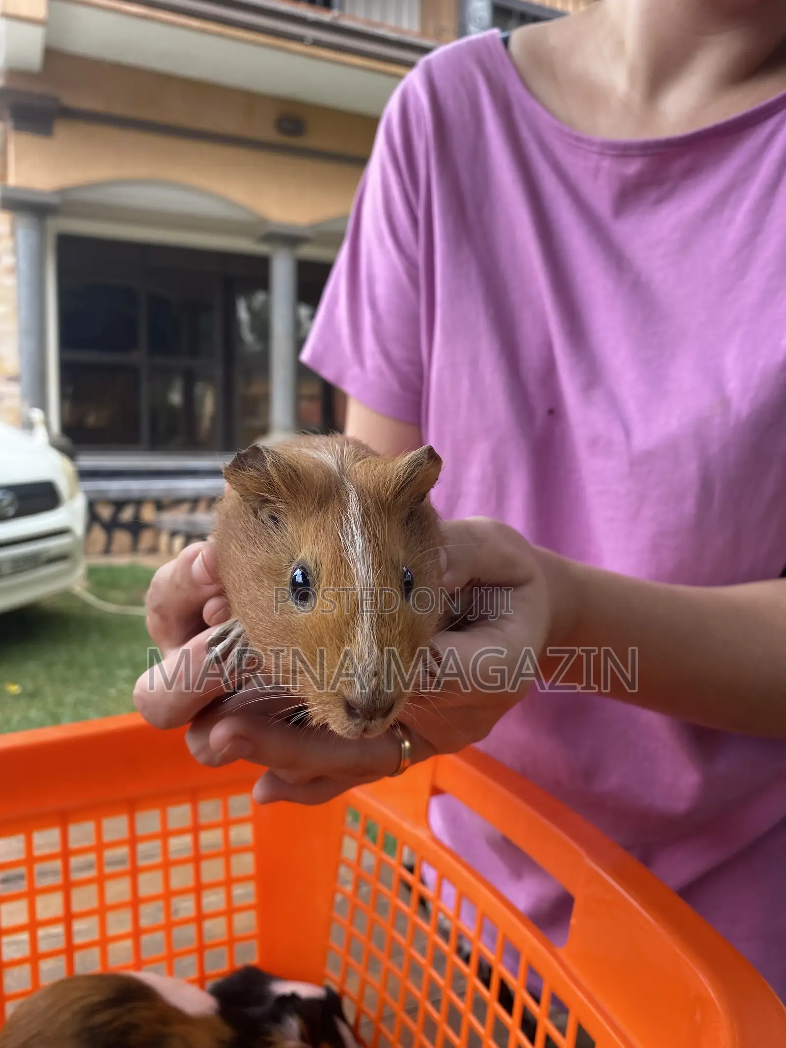 Female Guinipigs