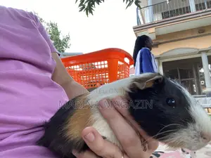 Single Male Guineapig