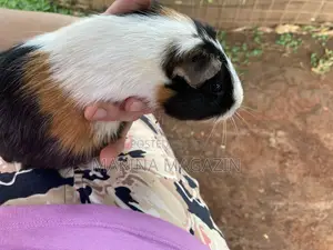 Single Male Guineapig