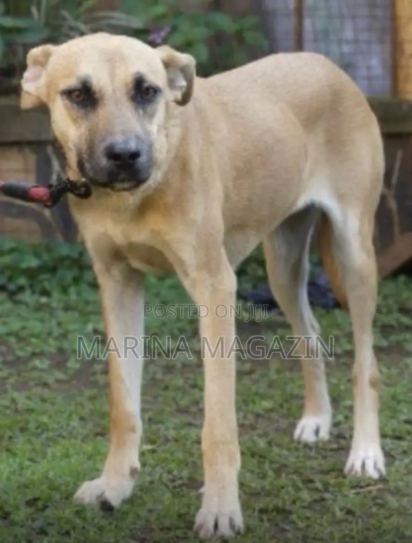 1+ year Female Mixed Breed German Shepherd