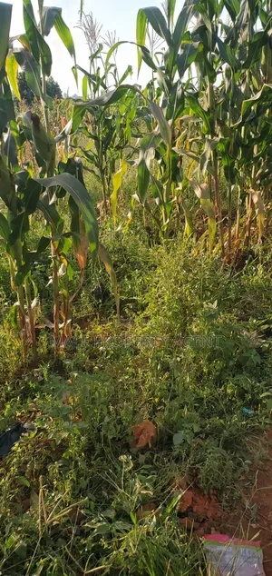 Land for Sell