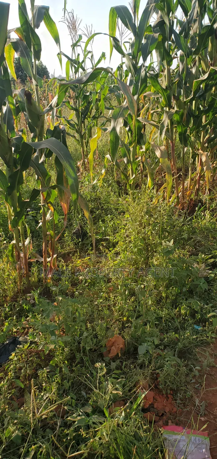 Land for Sell