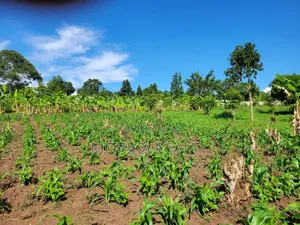 Kateera Land for Sale