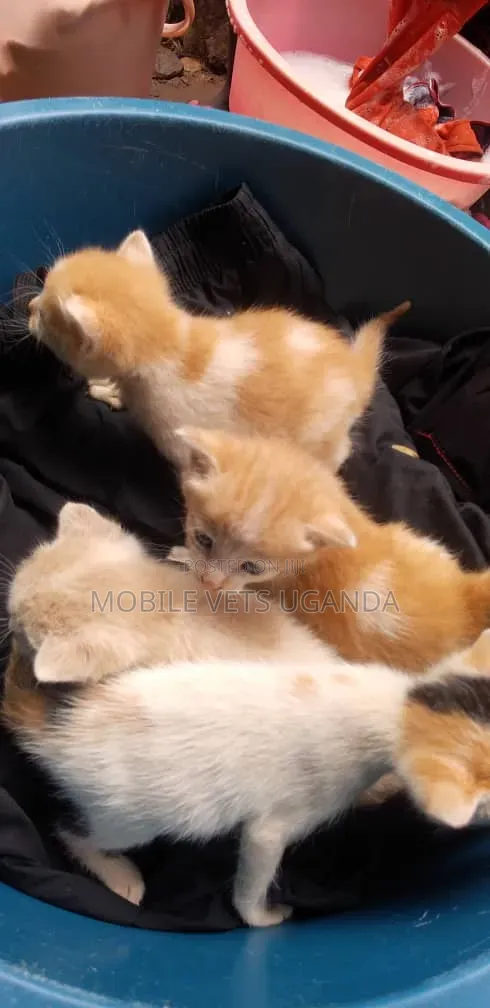 1-3 months Female Purebred Bombay